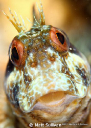 Seaweed Blenny by Matt Sullivan 